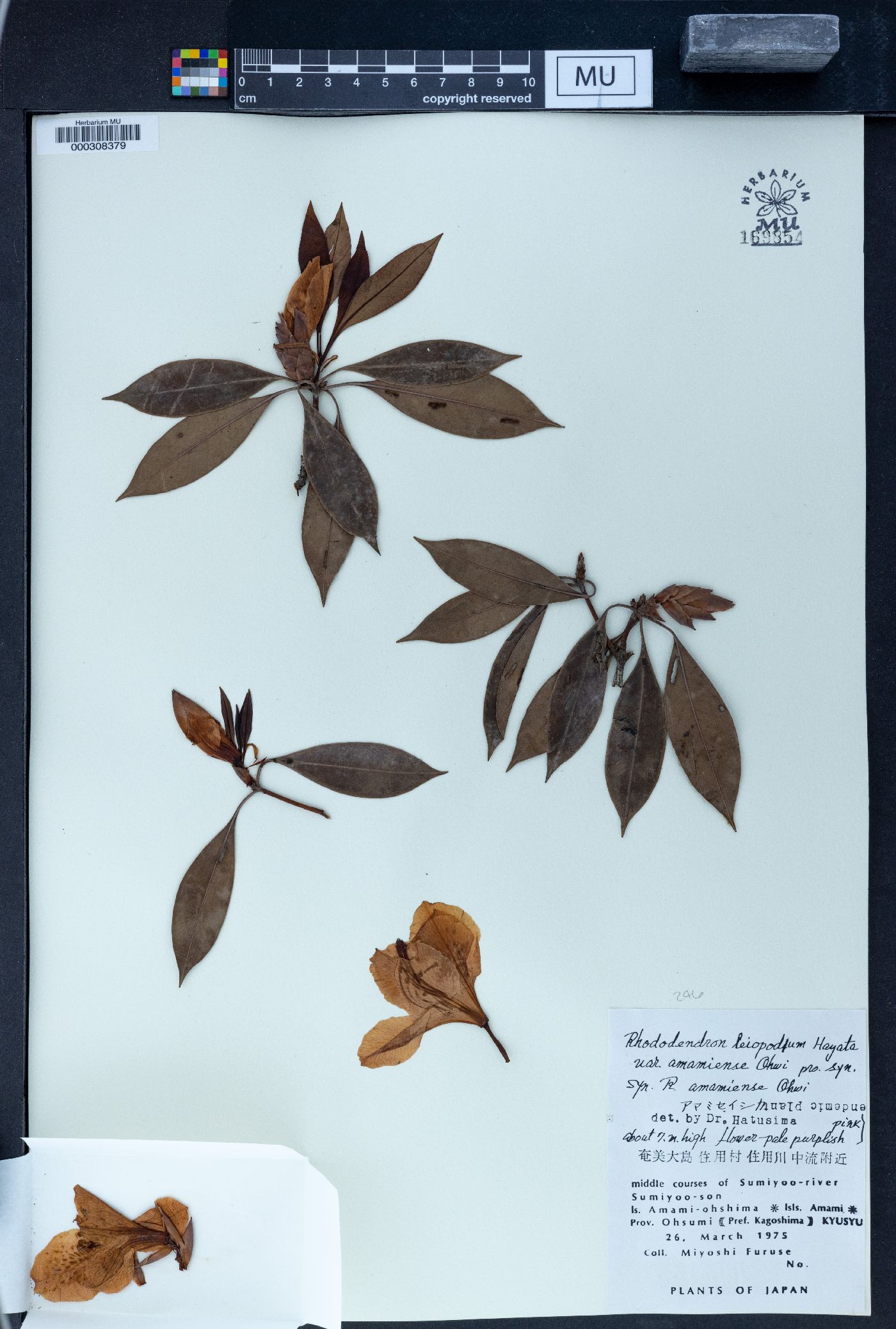 Rhododendron latoucheae image