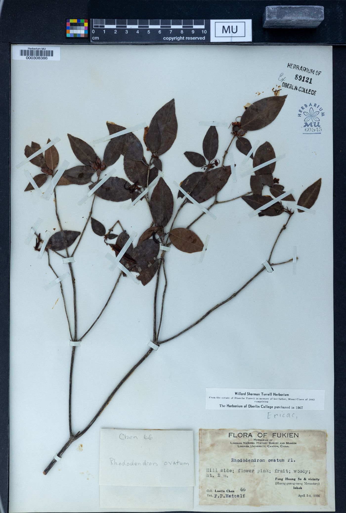 Rhododendron ovatum image