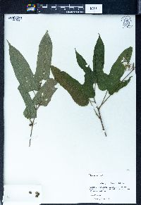 Alangium barbatum subsp. faberi image