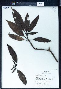 Aucuba japonica image