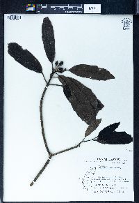 Aucuba chinensis image