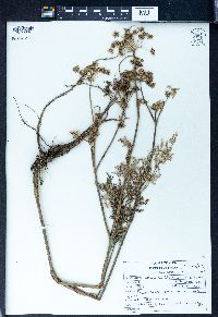 Selinum tenuifolium image