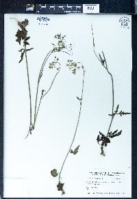 Pimpinella diversifolia image