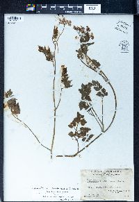 Peucedanum terebinthaceum image