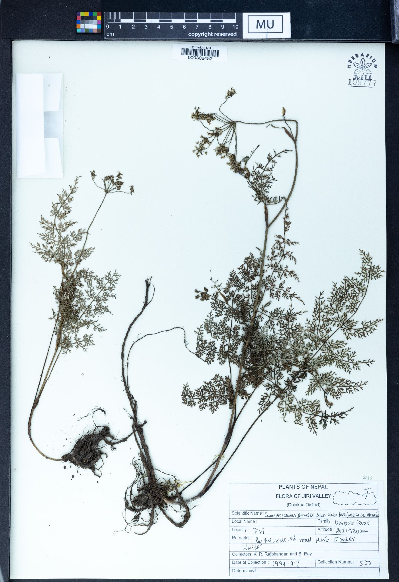 Oenanthe javanica subsp. stolonifera image