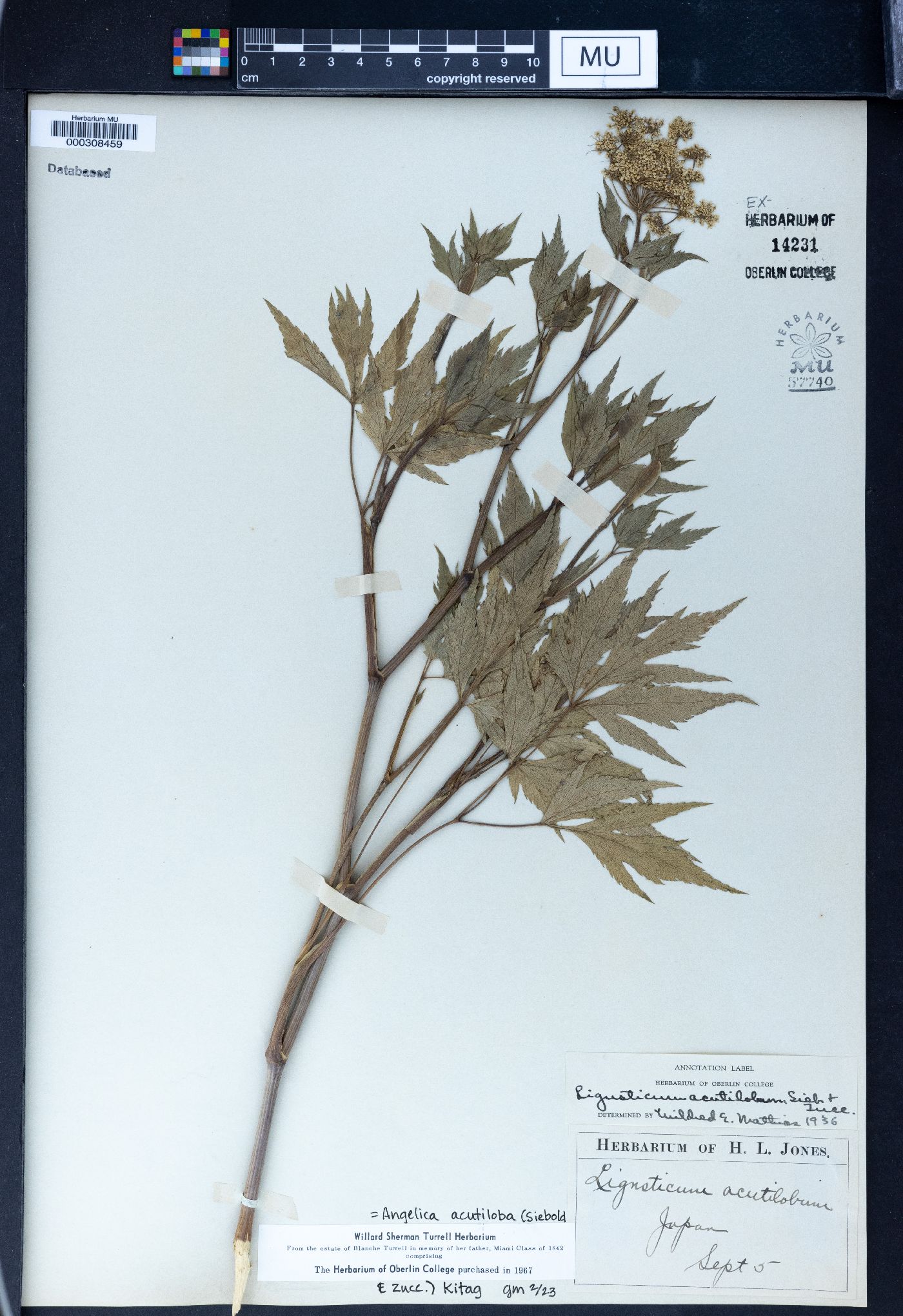 Angelica acutiloba image