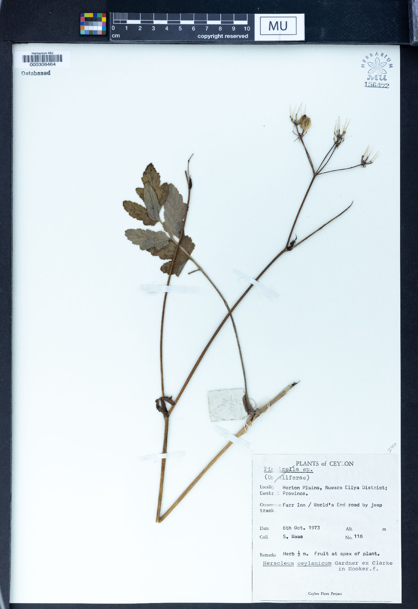 Tetrataenium ceylanicum image