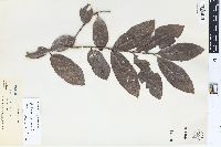 Psidium guajava image