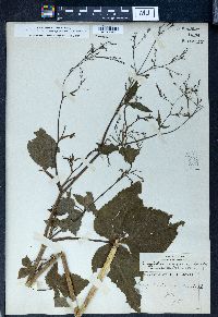 Cryptotaenia japonica image
