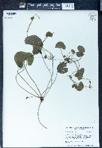 Centella asiatica image