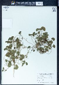 Centella asiatica image