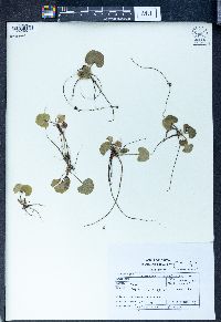 Centella asiatica image