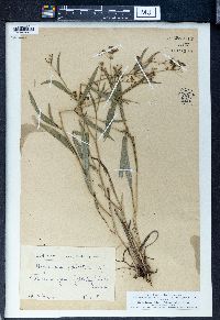 Bupleurum falcatum image