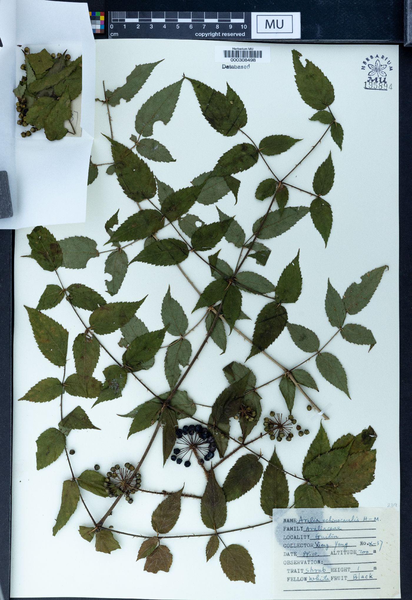 Aralia echinocaulis image