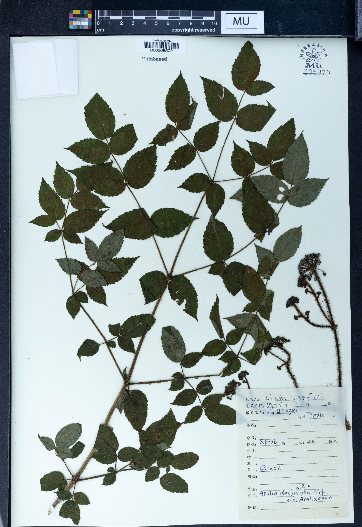 Aralia dasyphylla image