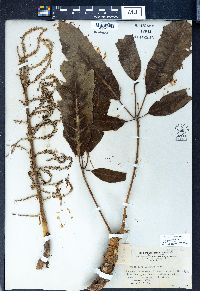 Schefflera delavayi image