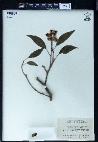 Hedera nepalensis image