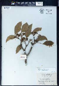 Hedera nepalensis image