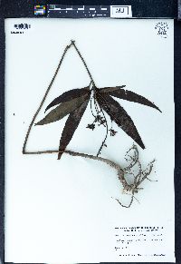 Image of Dendropanax proteus