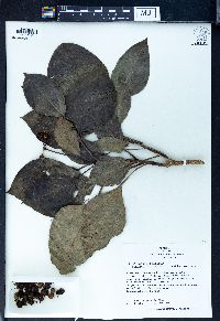 Dendropanax trifidus image