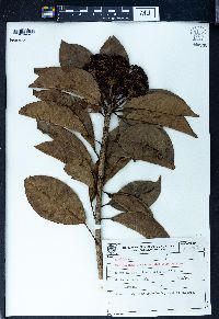 Dendropanax cuneatum image