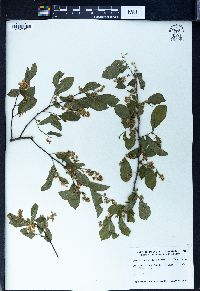 Symplocos paniculata image