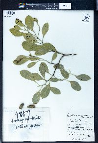 Symplocos theifolia var. pergracilis image