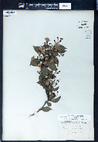 Styrax japonicus image