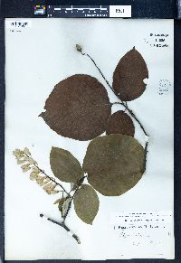 Styrax obassia image