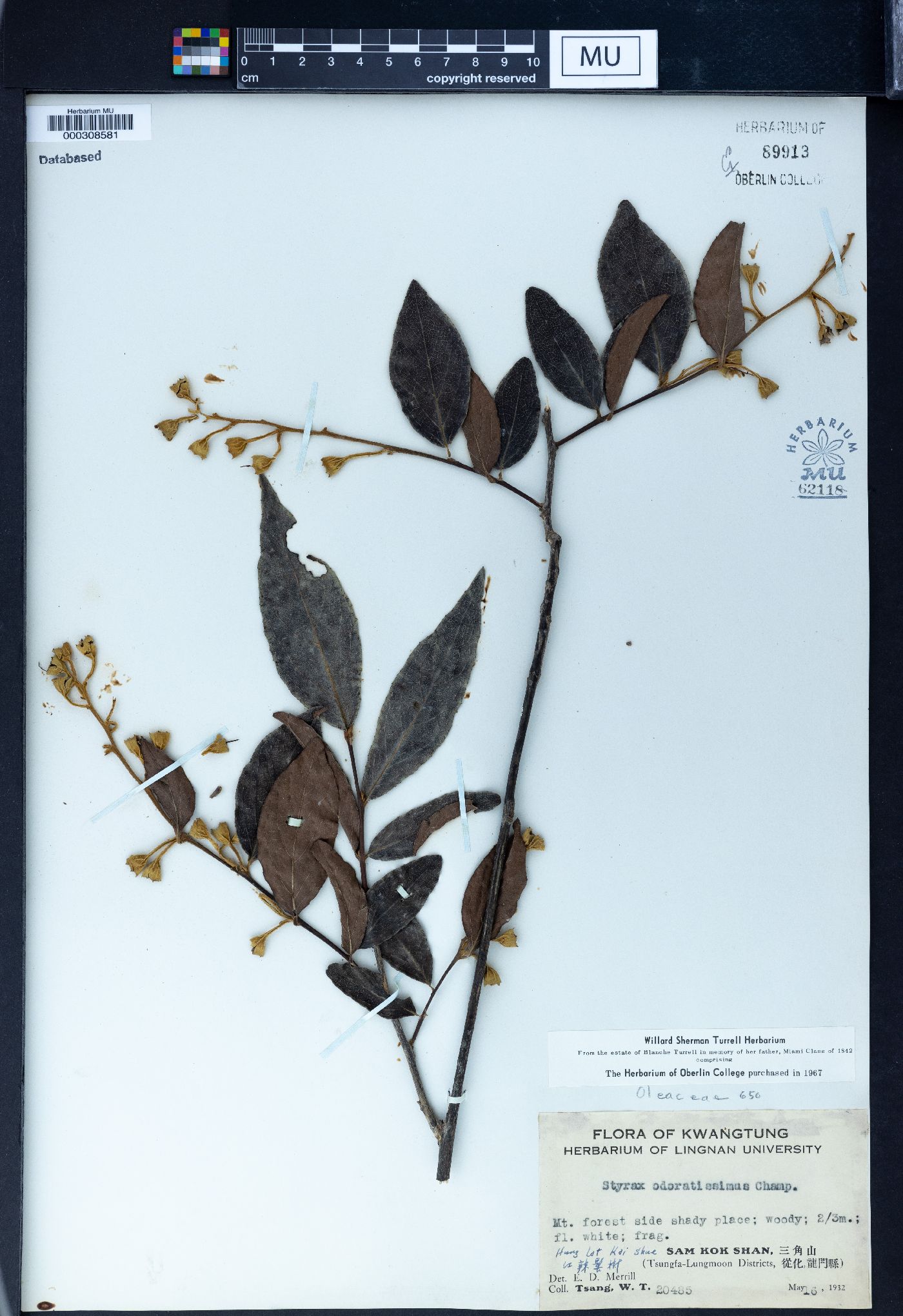 Styrax odoratissimus image