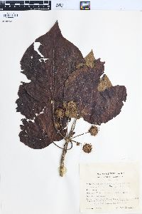 Haldina cordifolia image