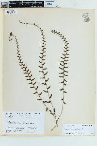 Goniopteris reptans image