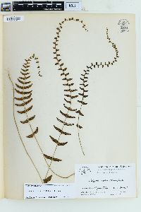 Goniopteris reptans image