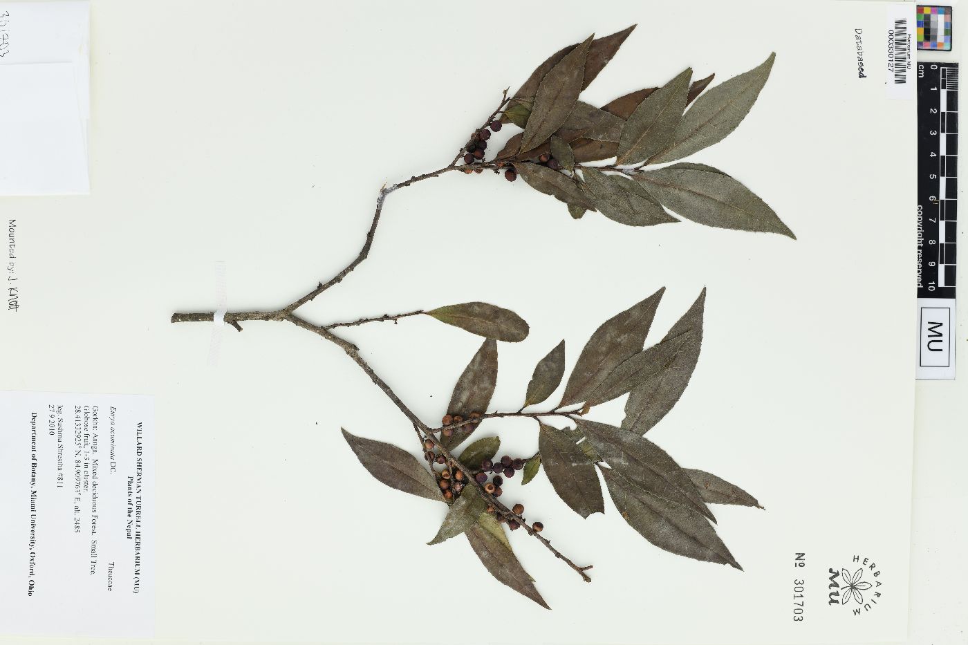 Eurya acuminata image