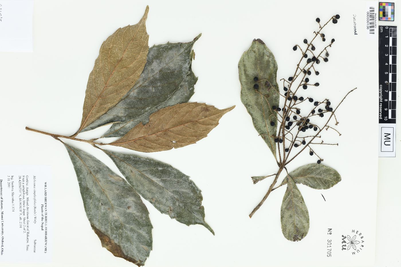 Meliosma simplicifolia image