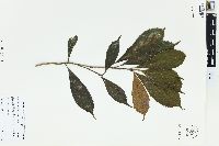 Meliosma simplicifolia image