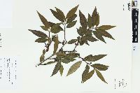 Eurya acuminata image