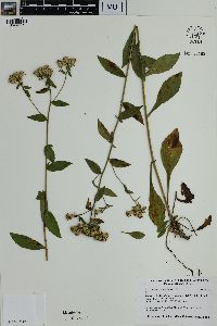 Sericocarpus asteroides image