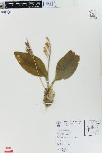 Liparis liliifolia image