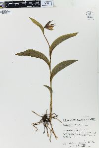 Cypripedium parviflorum var. parviflorum image