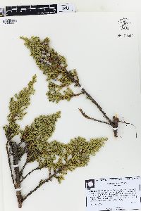 Juniperus chinensis image