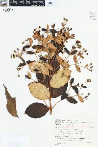 Banisteriopsis paraguariensis image