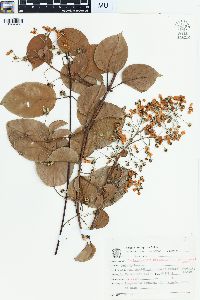 Banisteriopsis membranifolia image