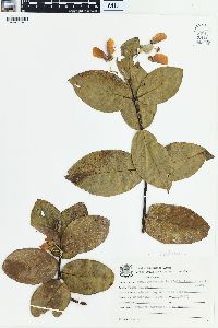 Banisteriopsis latifolia image