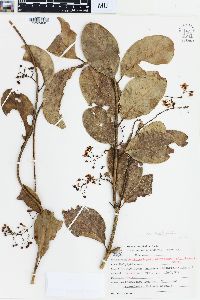 Banisteriopsis parviflora image