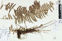 Nephrolepis hirsutula image