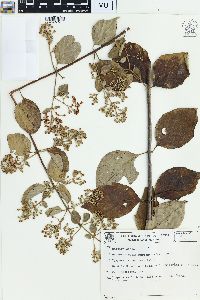 Banisteriopsis muricata image