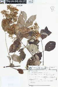 Banisteriopsis muricata image