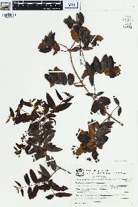 Banisteriopsis schizoptera image