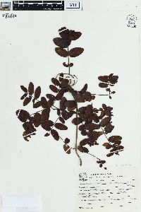Banisteriopsis stellaris image